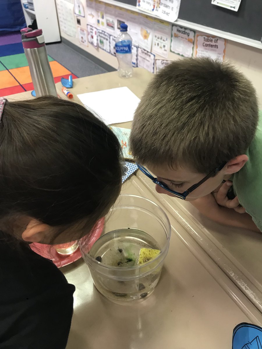 MrsMcCown2nd's tweet photo. Understanding the effects of water pollution with #freddiethefish. Now we understand why we need to prevent pollution! 🌎 https://t.co/HoWpFvuTAF