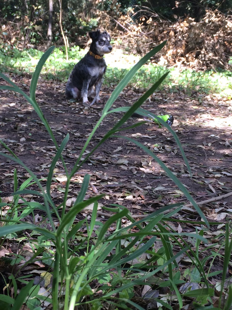 Danny Chesterman tweet media