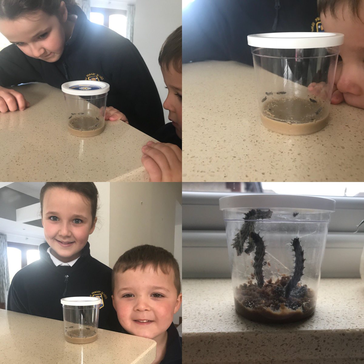 Sarah and Greig are following the caterpillar to butterfly life cycle 🐛🦋 More photos to follow @P4Stobie <a href="/moray_nursery/">Moray PS Nursery</a>