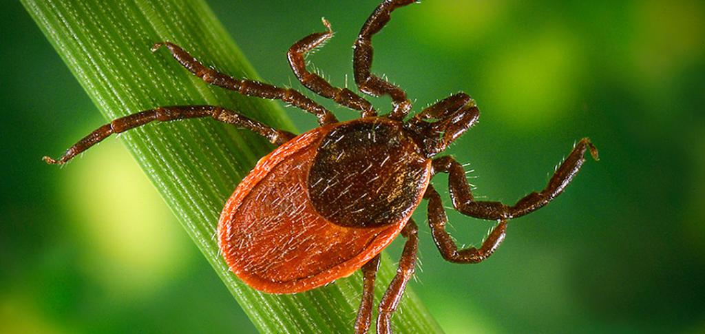 WebMD's tweet image. Diseases transmitted by ticks, fleas, and mosquitoes are becoming more dangerous and far more numerous -- with the number of cases up over 300% over 12 years, the CDC reports. wb.md/2FyY22q