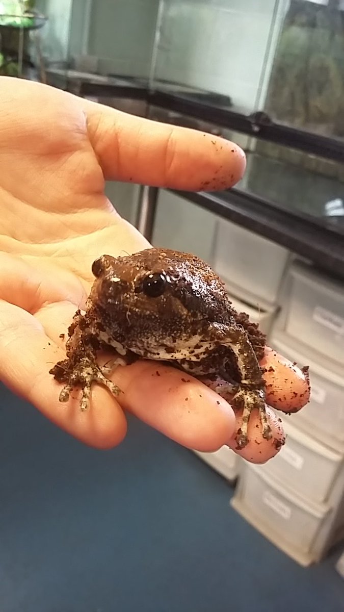 NLCanimalunit's tweet photo. Jabba is our chubby frog and he is a secretive little fellow. He blends in well with fallen leaf litter, soil and water weeds that you would find in his natural habitat
#NorthLindseyCollege #chubbyfrog #asianpaintedfrog #amphibian #elusive https://t.co/W0fIpqxUc2