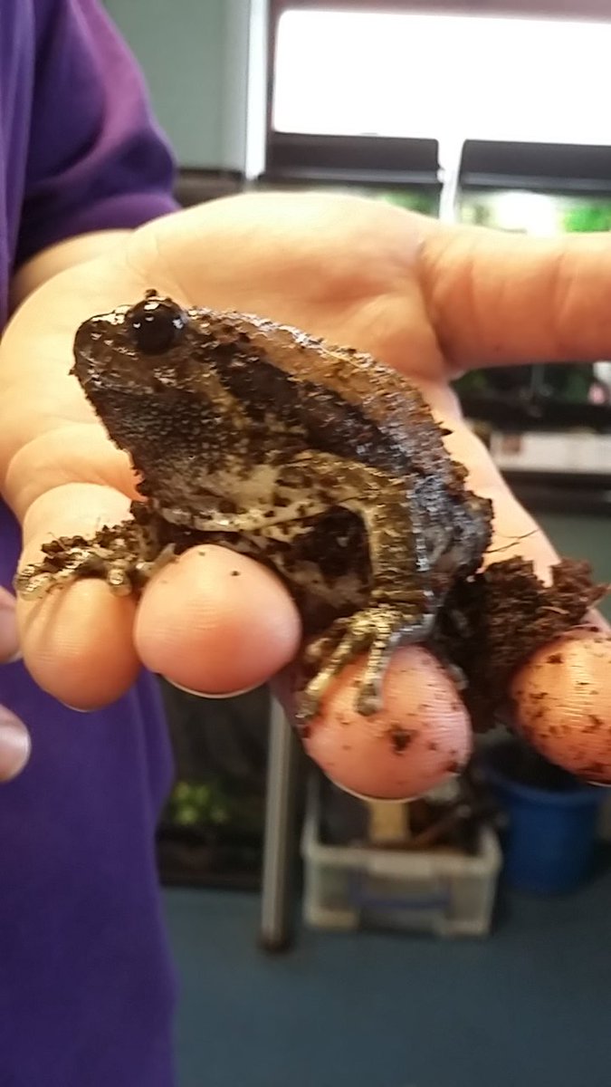 NLCanimalunit's tweet photo. Jabba is our chubby frog and he is a secretive little fellow. He blends in well with fallen leaf litter, soil and water weeds that you would find in his natural habitat
#NorthLindseyCollege #chubbyfrog #asianpaintedfrog #amphibian #elusive https://t.co/W0fIpqxUc2