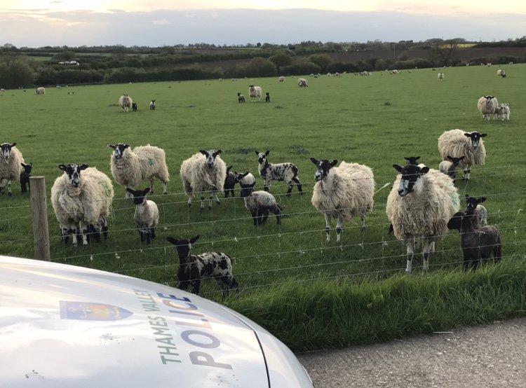tvp_mk's tweet photo. Stopped to have a bleat with some of our 4 legged mums & tots 🐑 Baa Baa #C9551 #C9289 #MKNorthNHPT https://t.co/1pUr5PDQOP