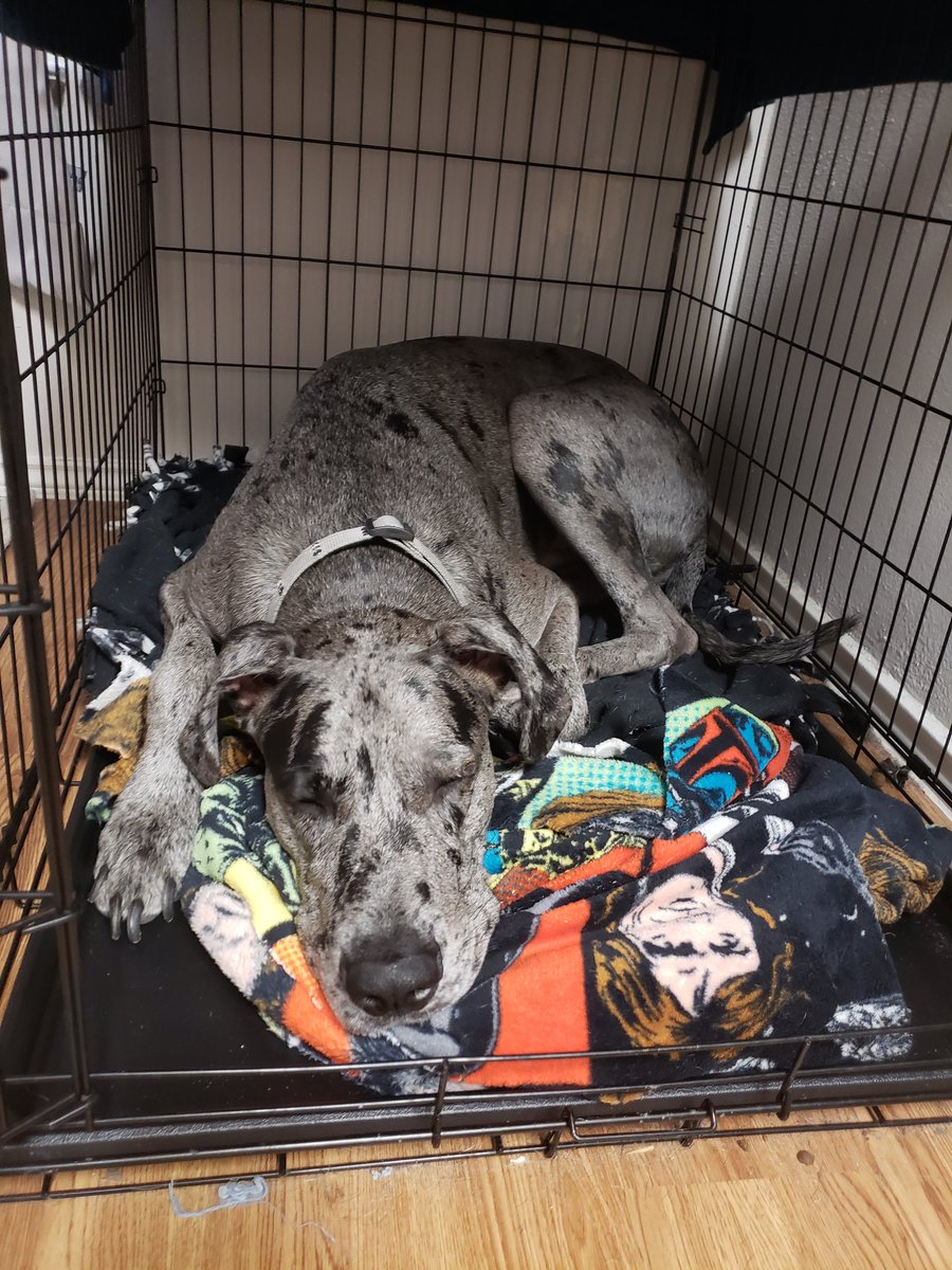 CeleblasM's tweet photo. #babythor went to the vet this morning. Everything is fine but he has started a limp in his hind leg that we wanted to check out. #greatdane #poorbaby #shots #problempuppy https://t.co/yFNAqb03iC