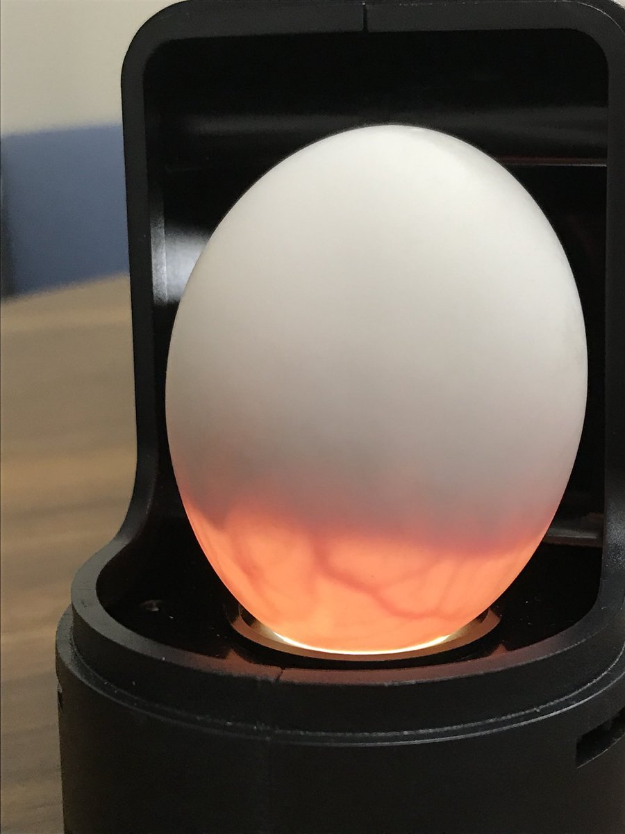MilltownSTEAM's tweet photo. Our ducks are growing!!! Today Miss Naselli &amp; Miss Ballard candled eggs using an ovascope! Healthy veins mean healthy ducks! https://t.co/19jSrvBr9L