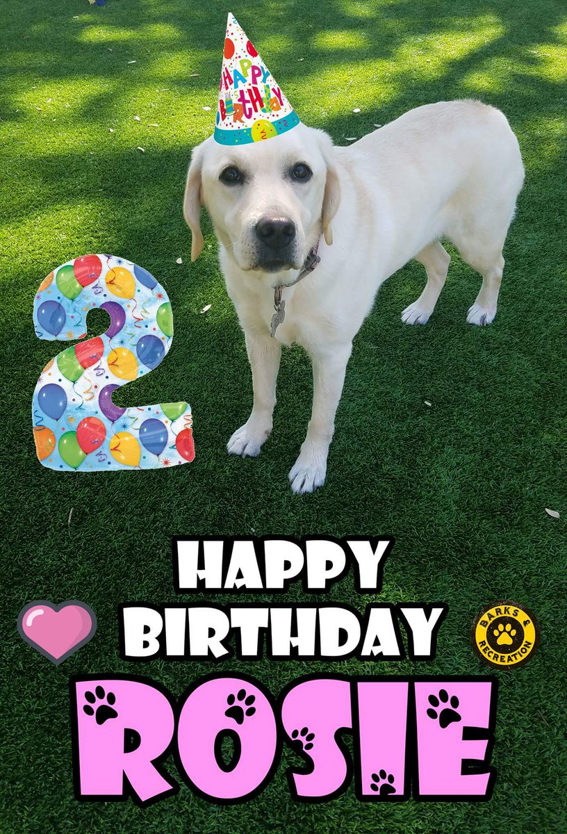 Today is a very special day! It's Rosie's 2nd Birthday!!! Rosie is one of the sweetest fur babies you will EVER meet and we are so lucky to count her among our regular day care family! #HappyBirthday #Birthday #dogsoftwitter #PuppiesofTwitter #Lab #LabradorRetriever #Cute