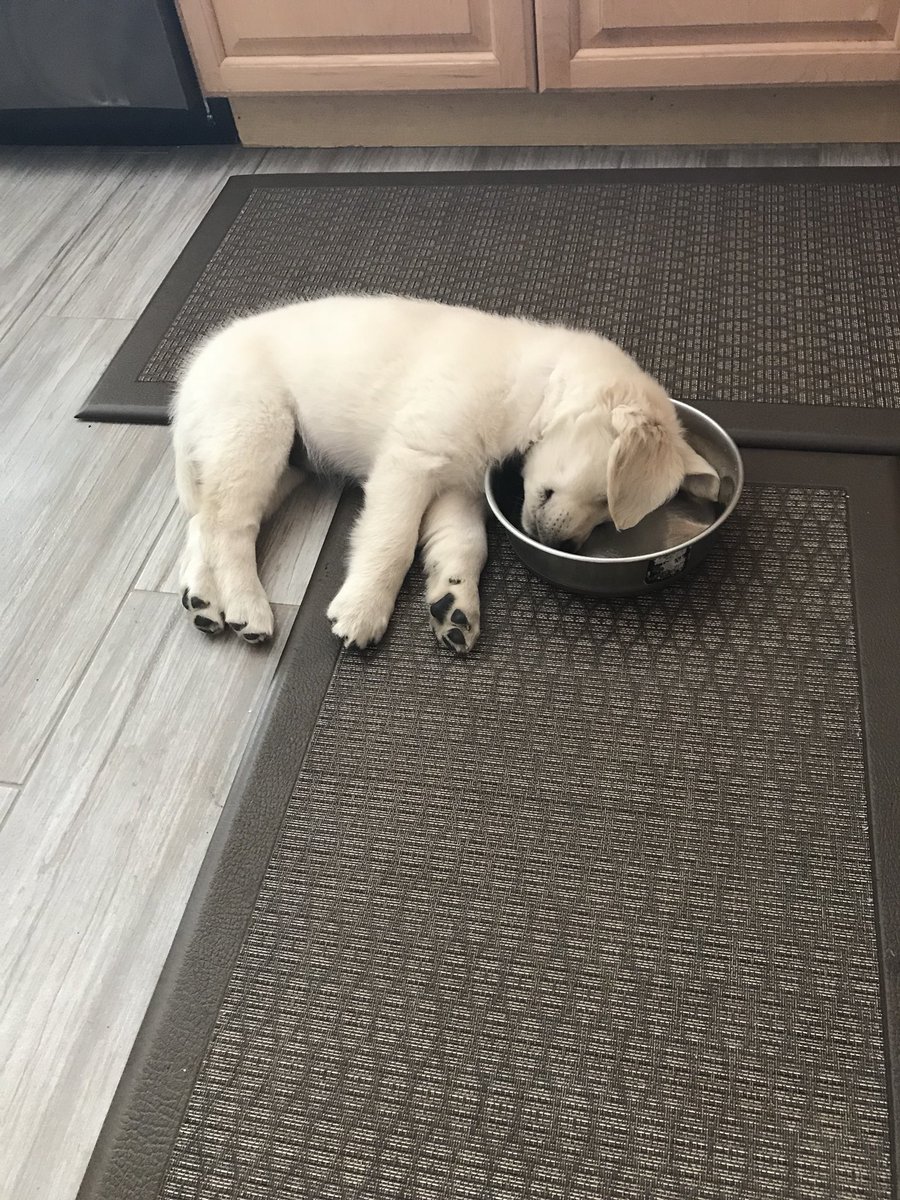 slimstevie's tweet photo. DOG ALERT: New member of the family and her name is Callie💁🏼‍♂️ #goldenretriever #slimstories https://t.co/7OyUQqNov5