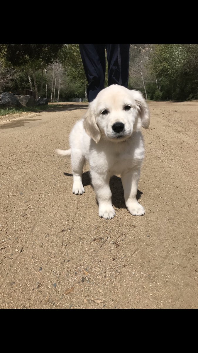 slimstevie's tweet photo. DOG ALERT: New member of the family and her name is Callie💁🏼‍♂️ #goldenretriever #slimstories https://t.co/7OyUQqNov5