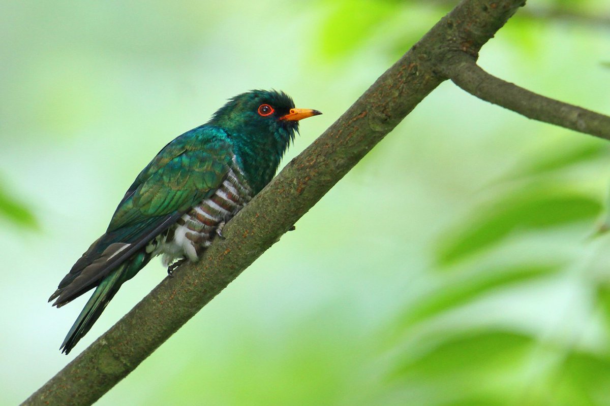 thejennabird's tweet photo. #BirdoftheDay is the Asian Emerald Cuckoo (adult and juvenile males shown). Like Brown-headed cowbirds in North America, cuckoos lay their eggs in other nests to be raised by other species! [Photos (c) Jerry Coyle and Bird.soong/Macaulay Library at Cornell Lab of Ornithology] https://t.co/u5e9NCqs7Y