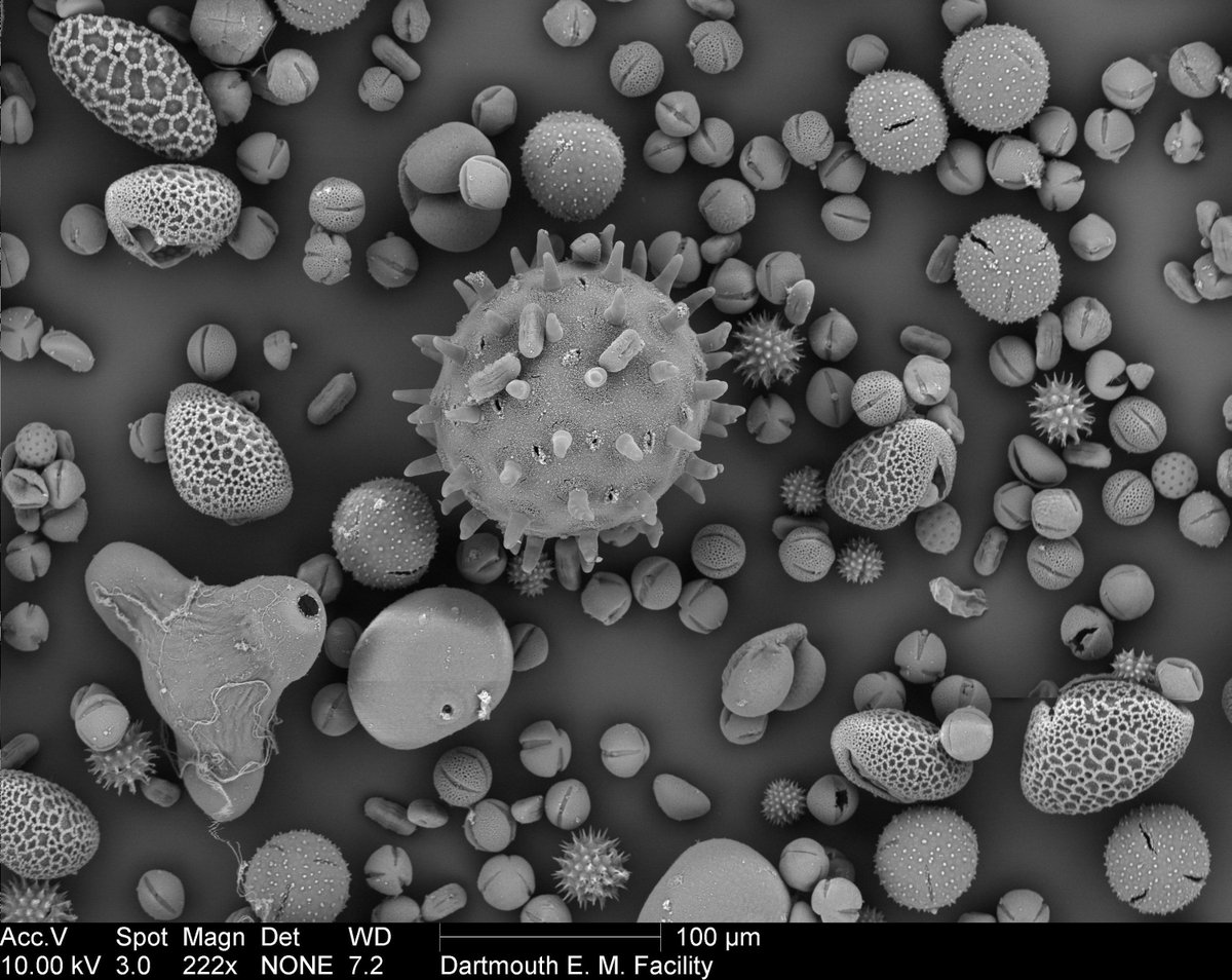 nanocosmic's tweet photo. Did you know? #Pollen is so distinctive that it can be used as forensic evidence. Learn more from @jondrori https://t.co/aDMKbjhPAI

🔬 Assorted pollen granules
📏 5 – 100μm across
👤 Louisa Howard, Dartmouth

#photography #microcosm #art https://t.co/w8sezFMHmB