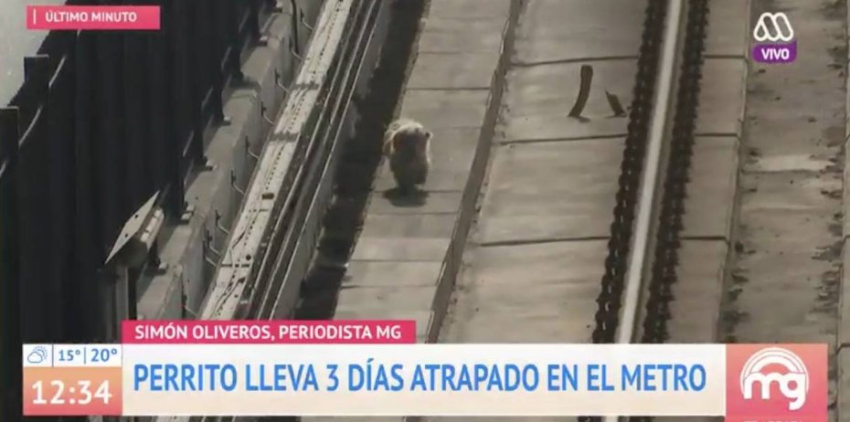 PublimetroChile's tweet photo. Perrito lleva 3 días atrapado en el metro https://t.co/7RqcthFewn https://t.co/dvvSqaDwR5