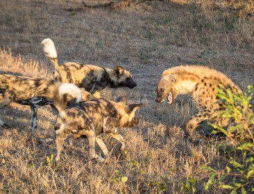 леопард охотится.