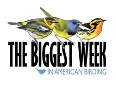 Get ready - the The Biggest Week in American Birding begins this Friday, May 4th at #MaumeeBay and #MageeMarsh! Check out the #BiggestWeek Visitors Guide for all the tours, events, and festivities going on May 4-13: ow.ly/cJ2u30jM9WR #wildohio #birding