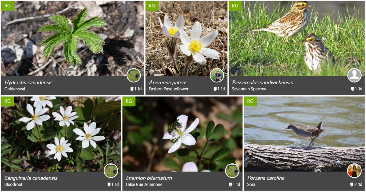 Phew, what a weekend -- what did &amp; didn't we find? Help identify! bit.ly/2reNote #CityNatureChallenge