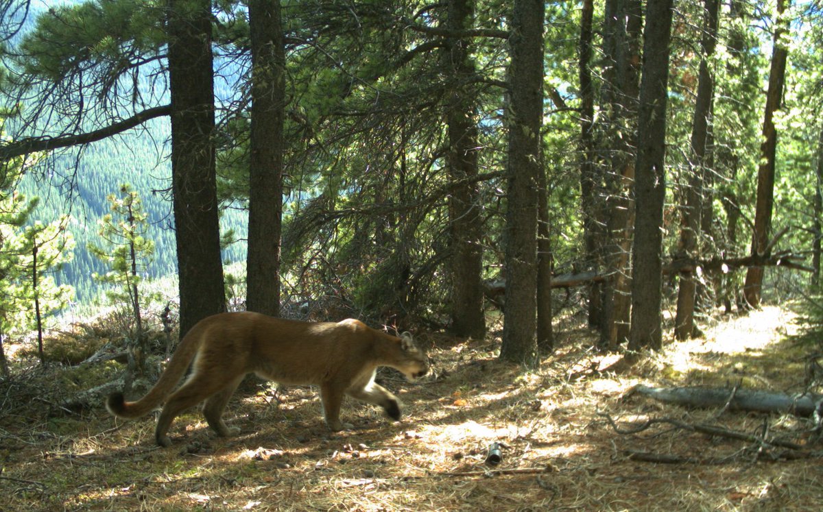 ABbiodiversity's tweet photo. Did you know that cougars can jump 9 metres in a single leap forward? Or that they can run up to about 56 km/hour? With that kind of speed and agility, it is no wonder they are such successful predators!  #CameraTrapTuesday https://t.co/4zXd5vfM51