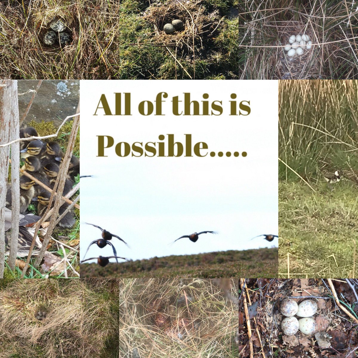 TheNPenninesMG's tweet photo. Our hard work pays off when each year the ground nesters return making the most of the safe habitat we provide 👍🏻👊🏻#northpennines https://t.co/hcUvPMBhbs