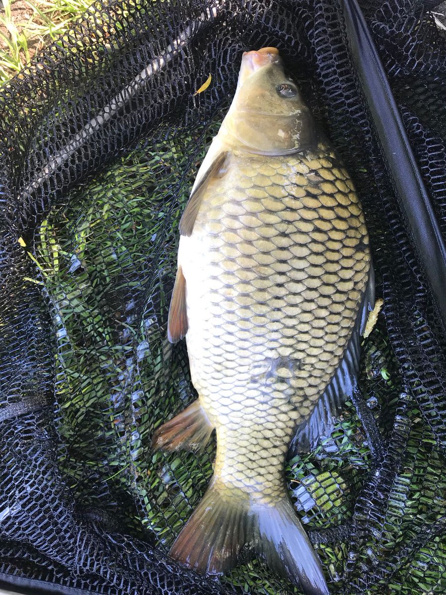 angelninde's tweet photo. Einfach Angeln gehen und die Sonne genießen 

#nocam #einfachnurangeln #angeln #angelninde #karpfen #carp #justfishing https://t.co/KcnbhZFPJh