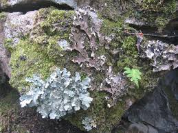 FLHS_Chris's tweet photo. The first organisms to grow on this barren surface are typically lichen. Lichen is the result of a symbiotic relationship between a fungus and algae
#PioneerSpecies https://t.co/7BxtrOimda