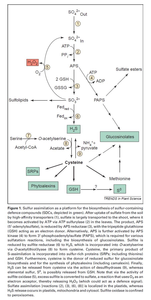 cavitand fullerene and porphyrin porphyrincontaining mechanically and