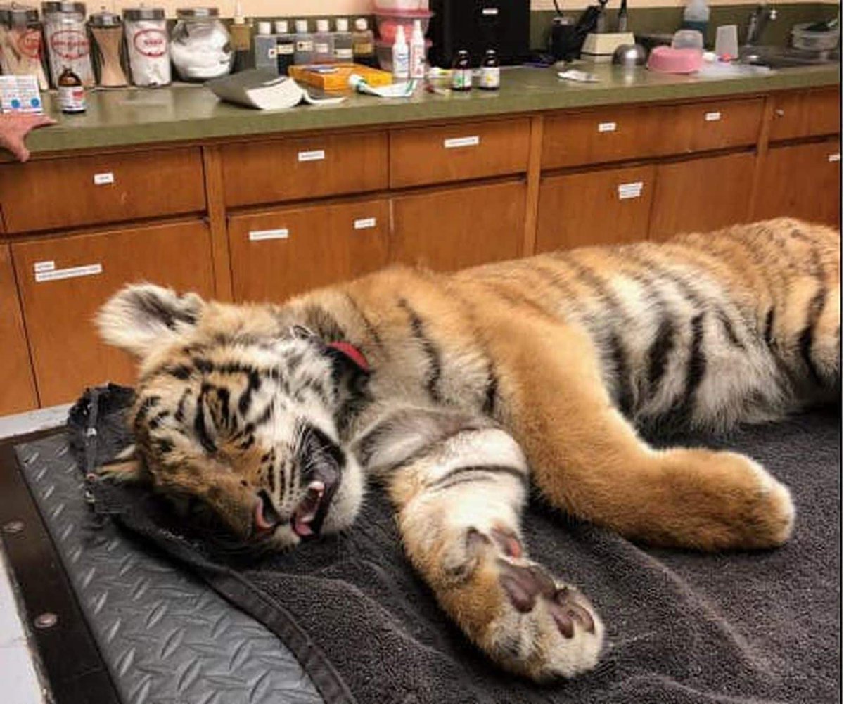 ow.ly/HtkoK Federal agents peered into a duffel bag on the Mexico border. They found a tiger cub. - Washington Post dlvr.it/QRPtHz