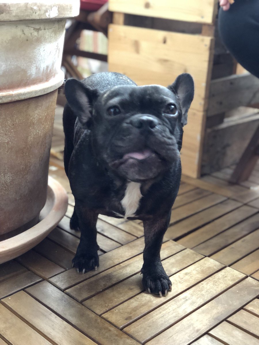 breethefrenchie's tweet photo. Eating ! 🤭🤗🤭👅 #dog #frenchie #frenchbulldog #bulldog #pet #dog #instapet #studio_905 #905 https://t.co/jB1Uz1v7R9