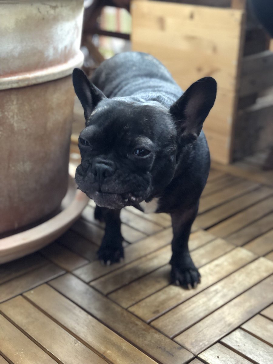 breethefrenchie's tweet photo. Eating ! 🤭🤗🤭👅 #dog #frenchie #frenchbulldog #bulldog #pet #dog #instapet #studio_905 #905 https://t.co/jB1Uz1v7R9