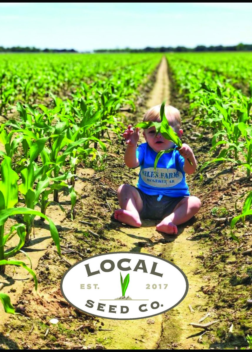 RevereSeed's tweet photo. Local Seed Co. Corn - SE Arkansas https://t.co/qGCJS3oKU3