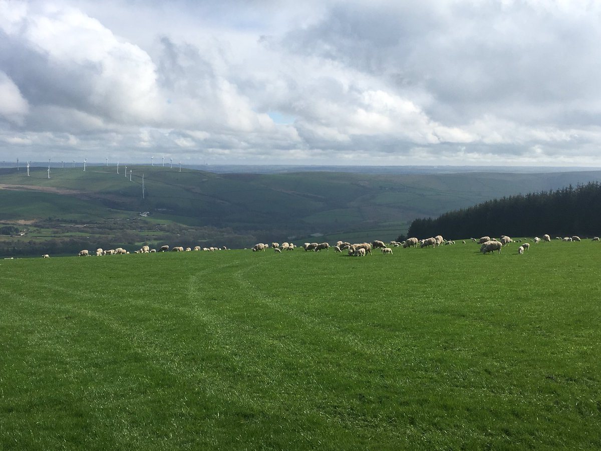 proud to produce welsh lamb whilst looking after the countryside #WeAreWelshFarming #NiYwFfermioCymru