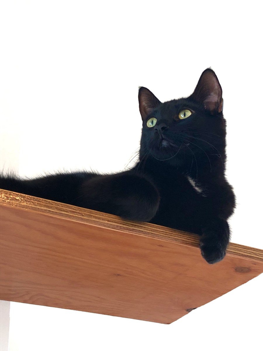NascoProduction's tweet photo. Work hard, play hard! Our team enjoyed a nice afternoon break with all the cute kitties at @catfe_vancouver yesterday afternoon - so much fun! #NascoNation #TeamDay #CatfeVancouver #BCSPCA #AdoptDontShop #WorkBreak https://t.co/QKOP1PcIk4