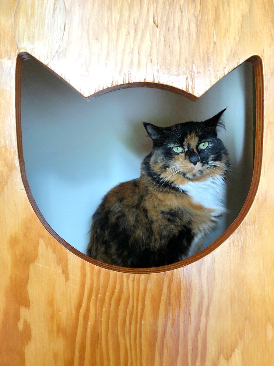 NascoProduction's tweet photo. Work hard, play hard! Our team enjoyed a nice afternoon break with all the cute kitties at @catfe_vancouver yesterday afternoon - so much fun! #NascoNation #TeamDay #CatfeVancouver #BCSPCA #AdoptDontShop #WorkBreak https://t.co/QKOP1PcIk4