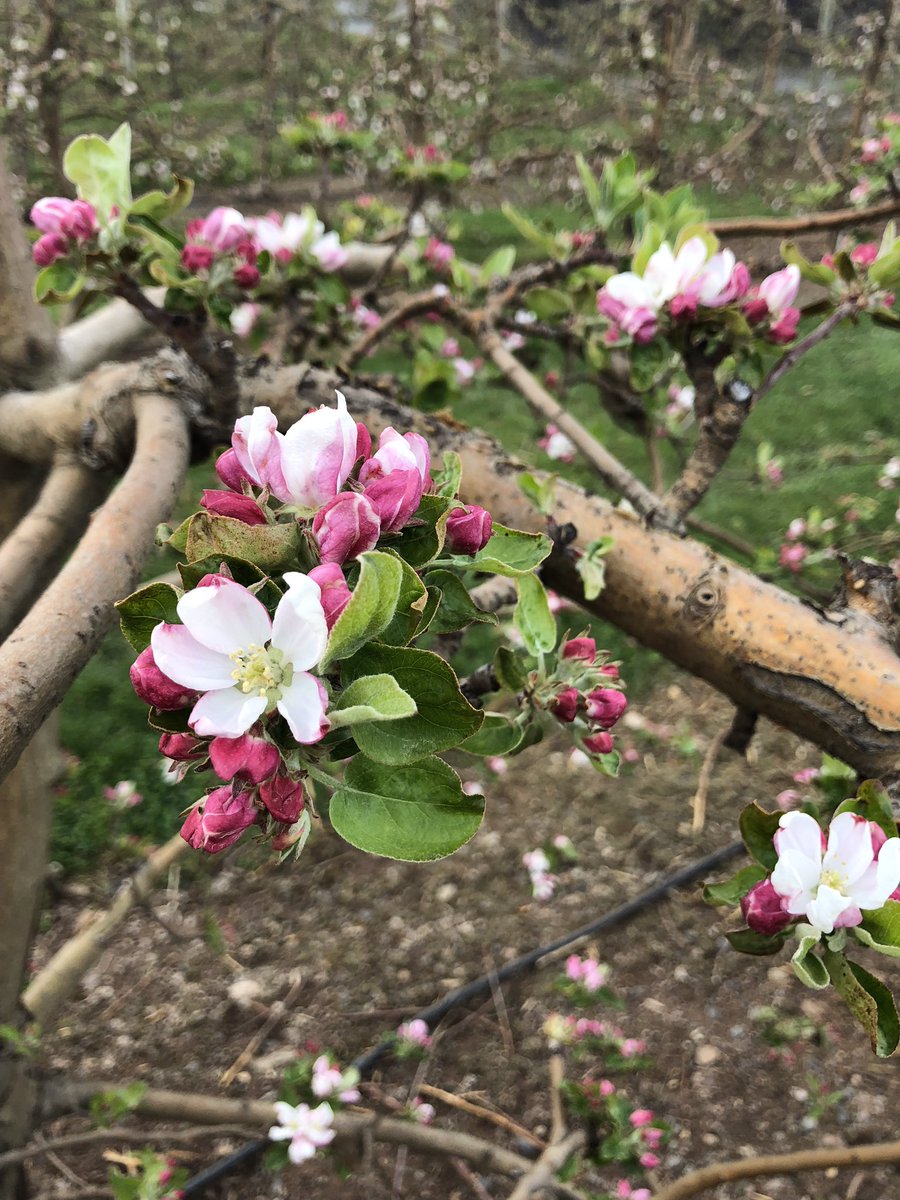 WightmansFarms's tweet photo. We are doing hayrides through the apple orchard while it's in bloom! Saturday and Sunday from 11am-4pm! $5 per person and it comes with a doughnut! https://t.co/3ClHqO645c
