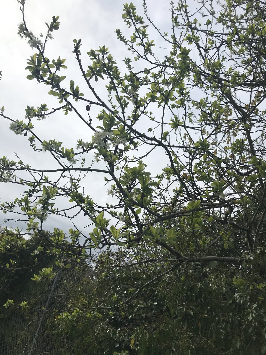 Miss Cecen tweet media