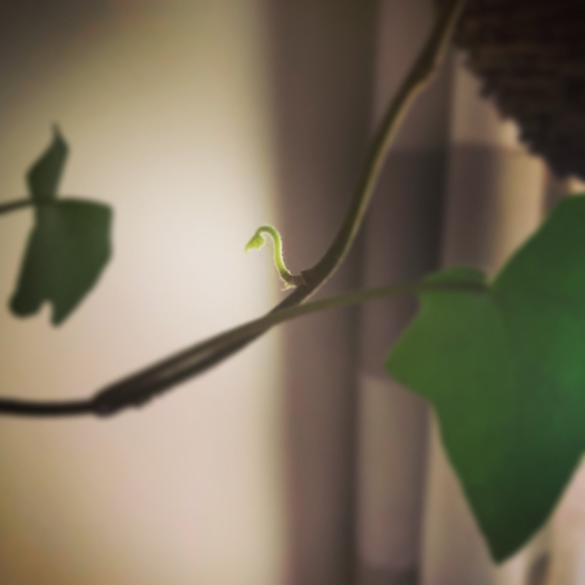 intheperspectve's tweet photo. A leaf died, then fell off. And the ivy said, “Okay. Let’s try a different one.” #natureissmartaf #wecouldalllearnathingortwo #cantkilltheseplants #inspiration #tuesdayvibes #PowerInThePerspective https://t.co/Qjb4H2ljk0