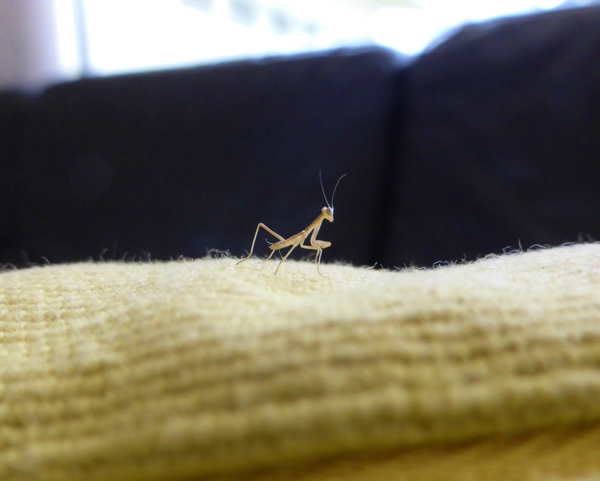 MikesPetCare's tweet photo. an enlarged pic of a baby mantis that was running on a pillow on my couch. he was about the size of an ant ")
#babymantis #prayingmantis #insectlovers #buglovers #entomology #bugsarecool #insects #tinybug #arthropod #naturelovers https://t.co/ElEUjRVcHV