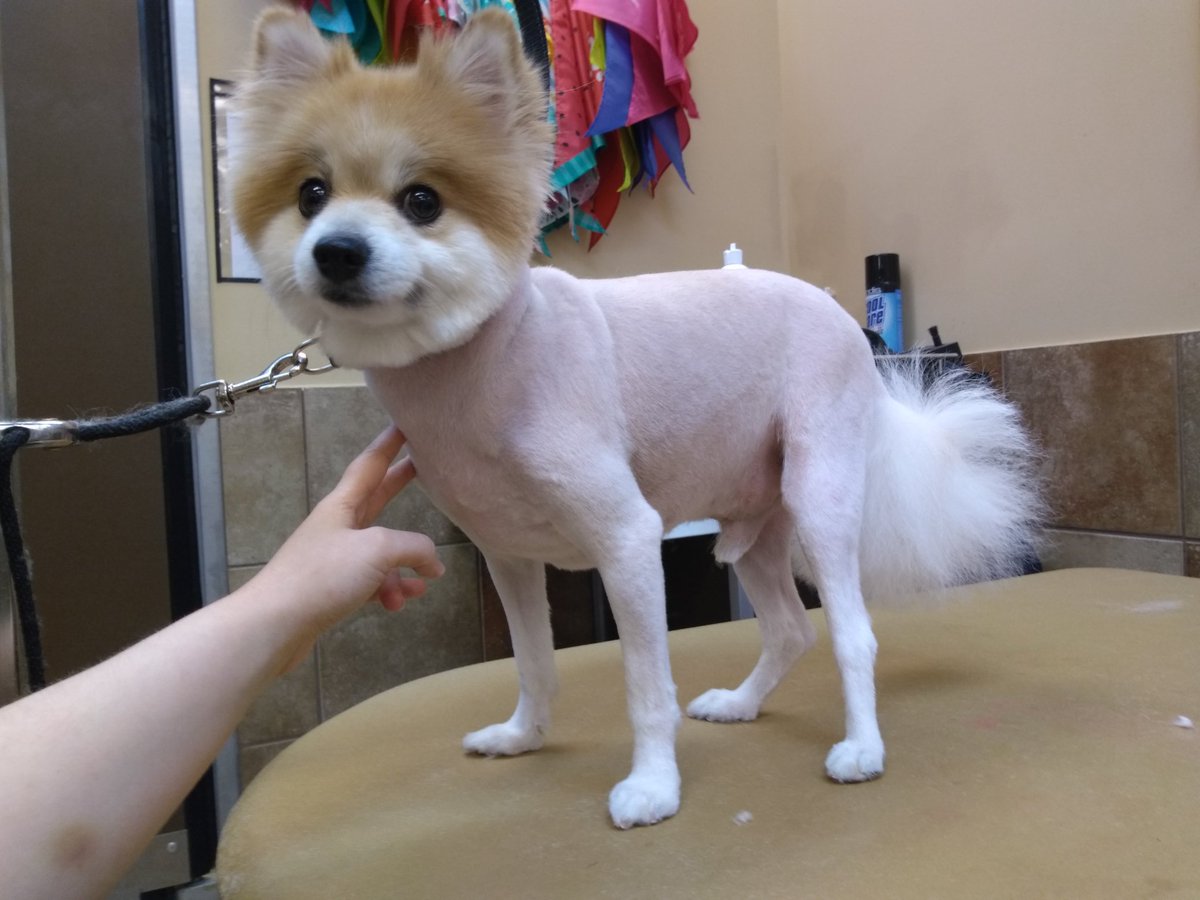 Millie and Fox before after their dematting session. #pomeranian #petsmartgrooming #extrememakeover #spaday