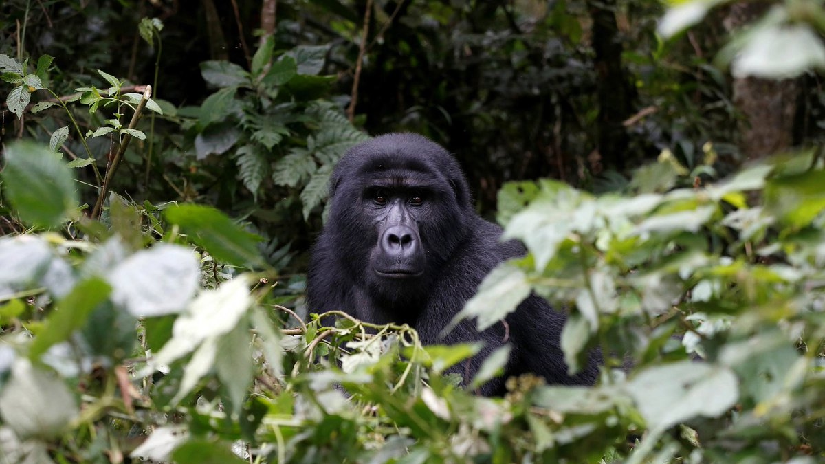 Census finds more gorillas living dangerously on a forest edge dlvr.it/QRQ1ks