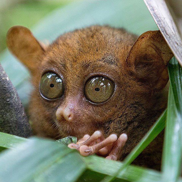 AISFORANIMALS's tweet photo. L👀KING at the week ahead like 🤔 #AreWeThereYet #Tarsier #👀 #Wildlife https://t.co/4RErYwRLfE https://t.co/m3KU4MLEdM