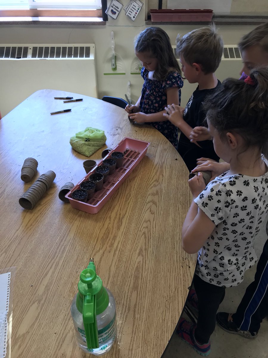 mllemolzanclass's tweet photo. 🌻🌻planting the harvested sunflower seeds🌻🌻🌻@KingsvilleCobra @KPSgarden https://t.co/WL7K24Zoop