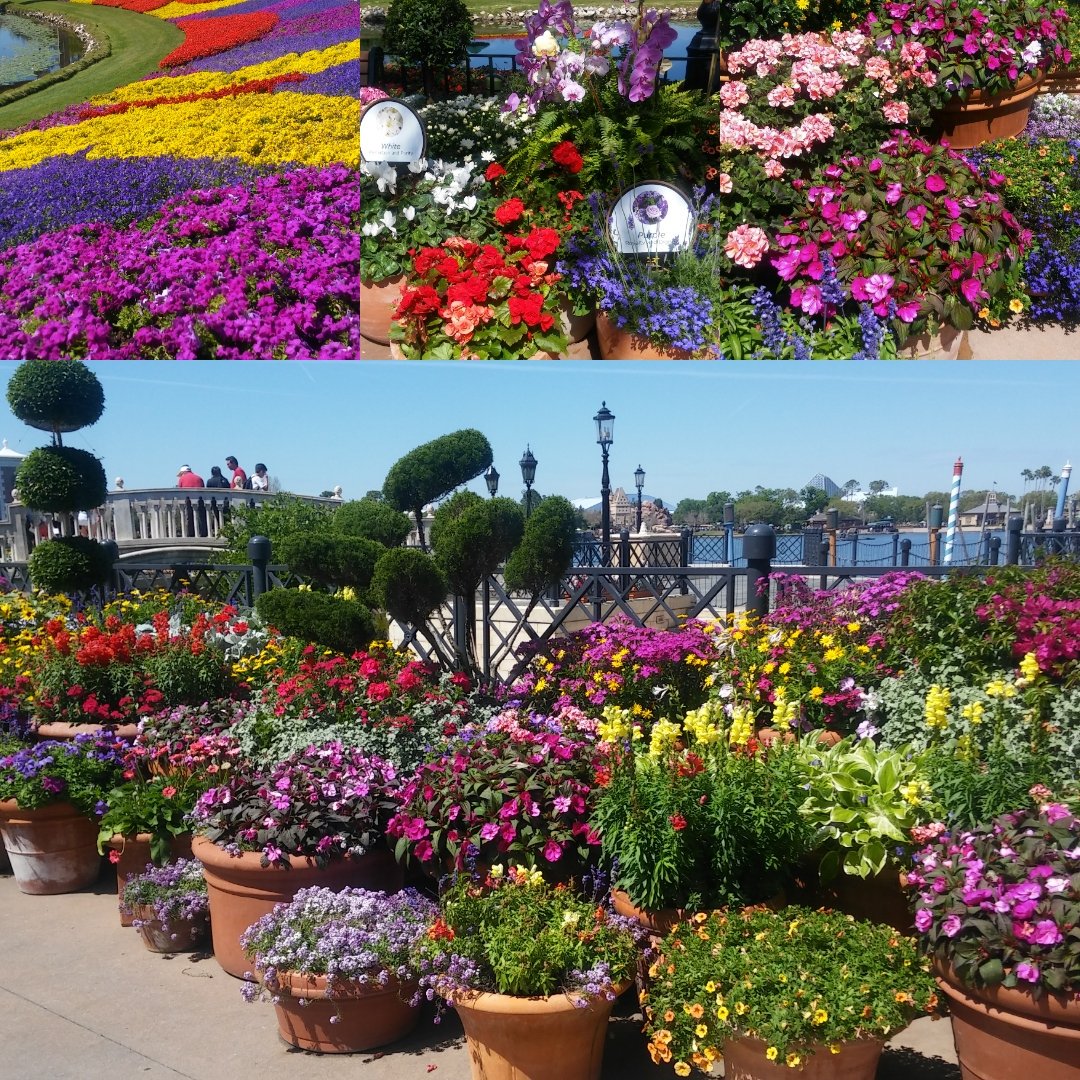 DairyFreeGina's tweet photo. Flowers from #EpcotFlowerandGardenFestival -always so beautiful-always lifts the spirits 

#Epcot
#Disney
#WaltDisneyWorld 
#epcotflowerfest 
#WDW
#AnnualPassHolder
#DVC 
#disneyblogger 
#flowergarden
#gardening https://t.co/hU1r7Pn1WE