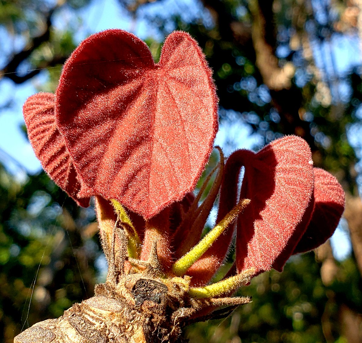 ChadHusby's tweet photo. We know that spring is here when this remarkable Sterculia species from Thailand puts on a new set of leaves covered with red hairs @FairchildGarden https://t.co/wcdaRBYfkd