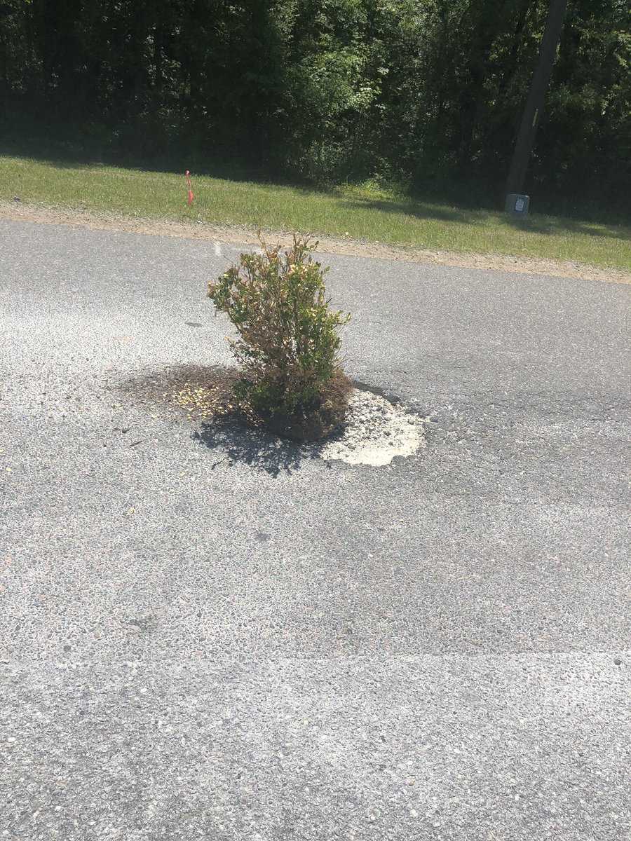 b_crave12's tweet photo. Welcome to Goose Creek where we grow plants in potholes https://t.co/FttVan6ZOP