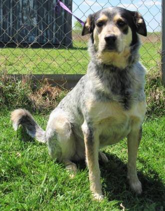HSWC2014's tweet photo. Thank you everyone that donated for Stanleys heartworm treatment.  He had his second treatment today and he is doing well. He cannot go on walks but you sure can come to the shelter and love on him.
#texhomagives #hswc https://t.co/ERktmpJsJg