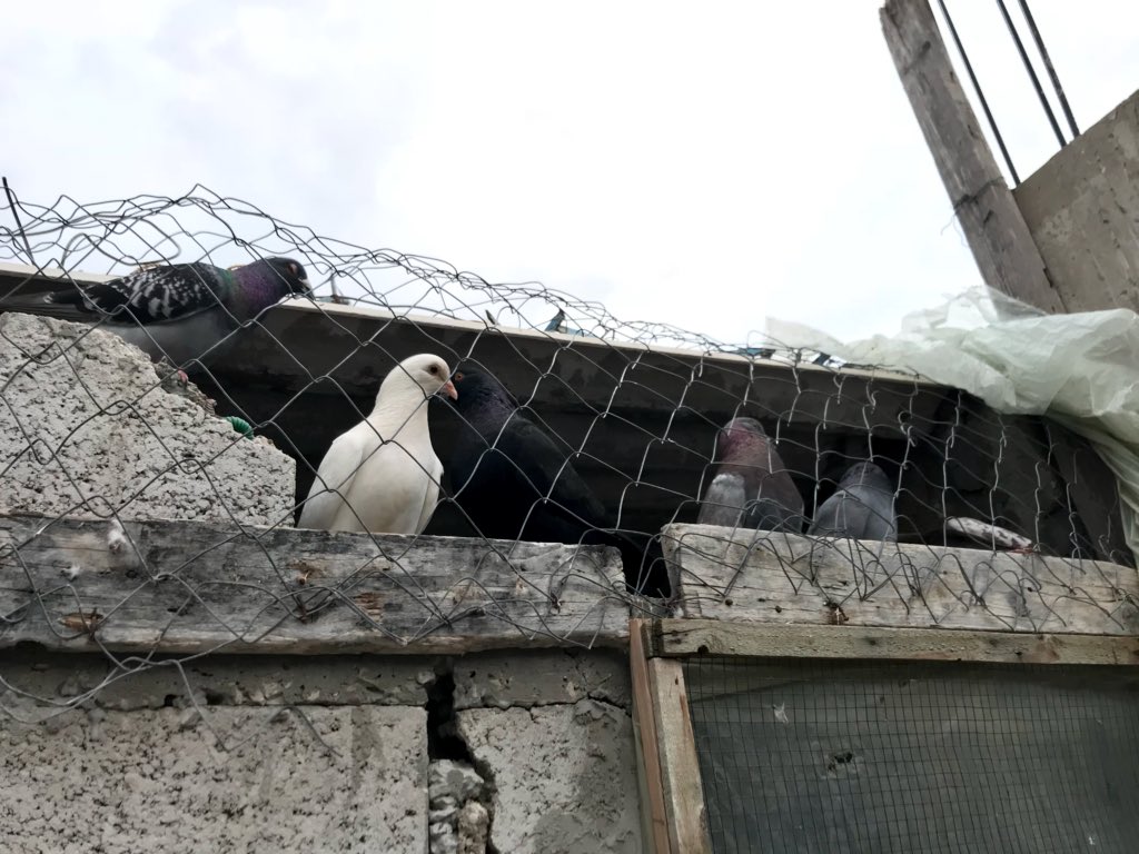 MuhammadSmiry's tweet photo. Reminds of living in Gaza except for the fact that you will be murdered for standing near the border fence. https://t.co/EIBCujQ4xC