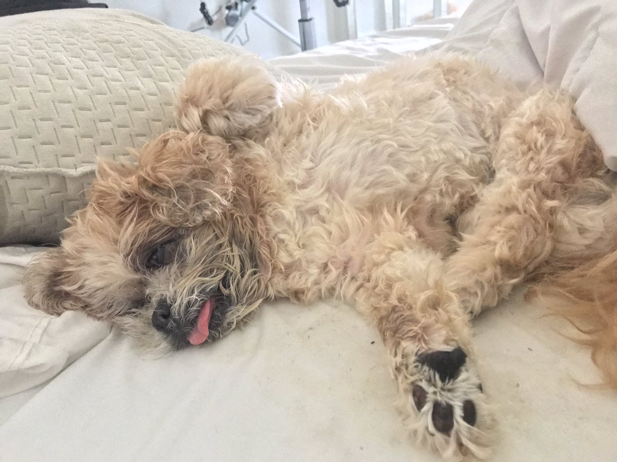 MarnieTheDog's tweet image. Good marnieing