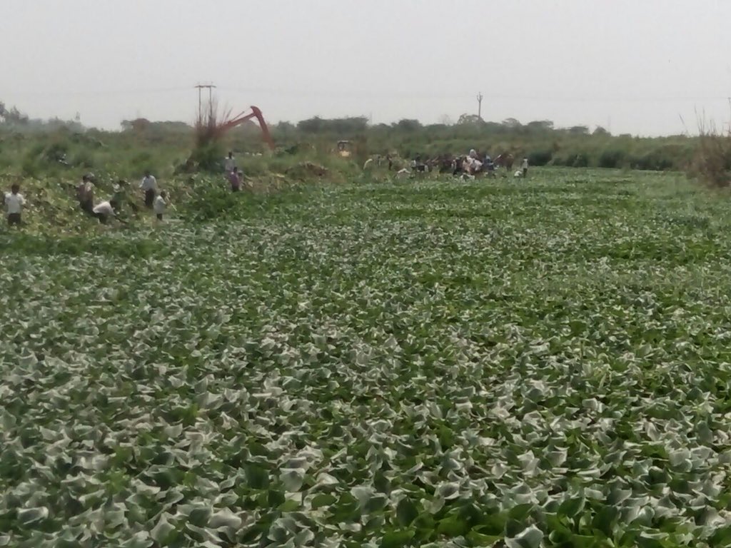 PKumar59's tweet photo. Hindon cleaning by locals continues on 10th day. More than 3 km river cleaned. Heaps of Jalkumbhi to b converted in to manure. Can’t resist appreciating enthusiasm &amp; involvement of people, Pradhan Pura Mahadev, employees/officers, Raman. Request other Pradhans to emulate. https://t.co/R19Gc00odM