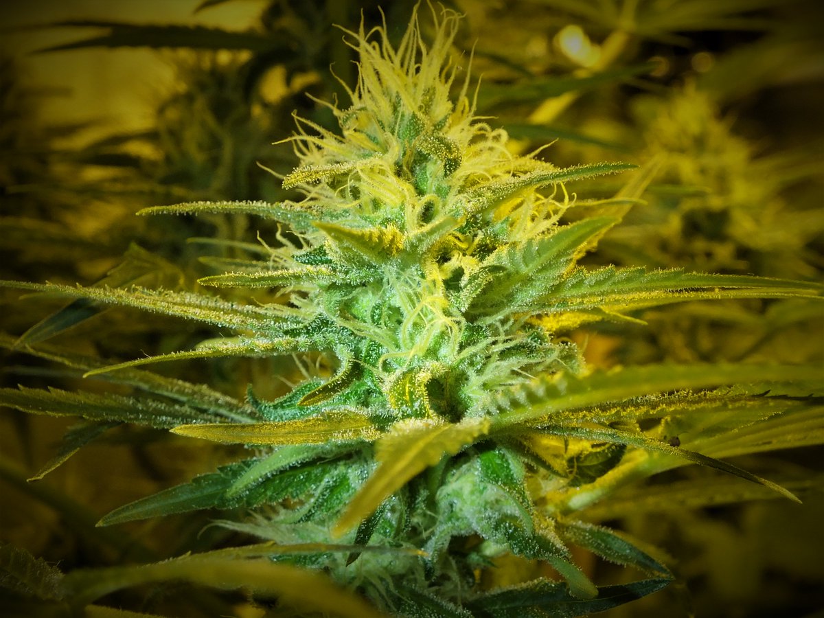 ShaggyGrower's tweet photo. White Rhino bud on a lady called 'Tri'. Day 34 of flowering (92 since breaking soil)
Seeds by @greenhouseseeds nutrients by @ghfeeding & #CannaCocoProPlus
#WhiteRhinoGHS #weed #cannabis #CannabisCommunity #indoorgrow #budporn https://t.co/nHFnEjEOmQ