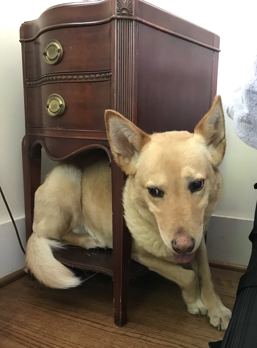 efox25's tweet image. Apparently it’s time to change the battery in the smoke detector. 😂  #chirp