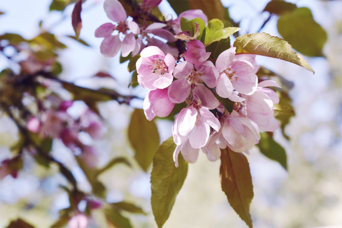 lorepatterson's tweet image. Spring blossoms before the rain... #garden #bainbridgeisland #Gardens