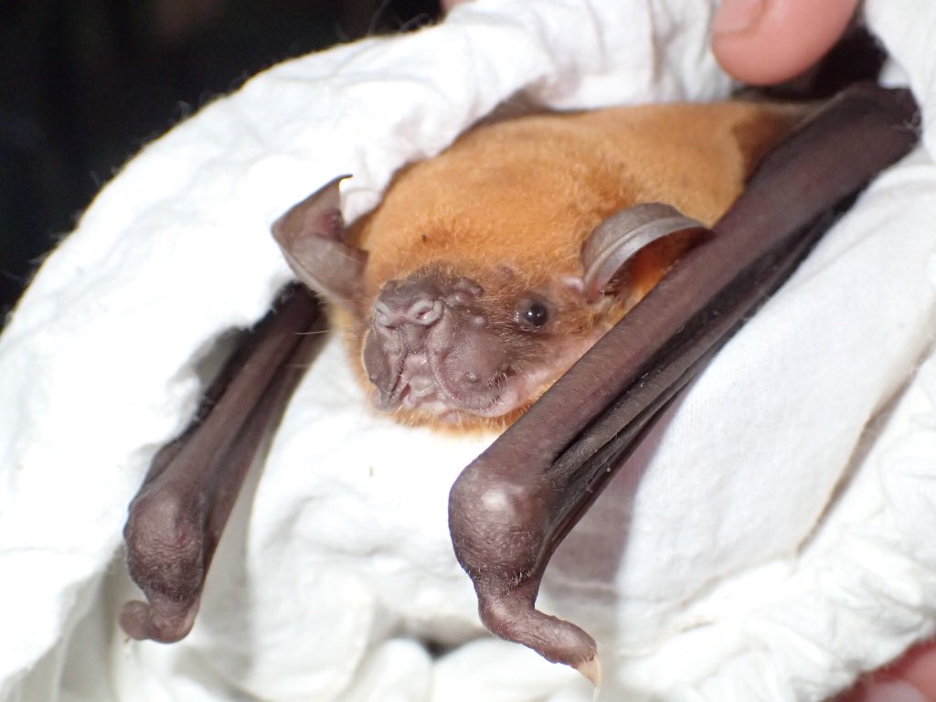 alyb_batgirl's tweet photo. Another lifer bat at the Belize #batathon! This is Noctilio leporinus, the fishing bat. Check out this bulldog like face! #flyingdog #skypuppy https://t.co/Cwc3iw8rOE