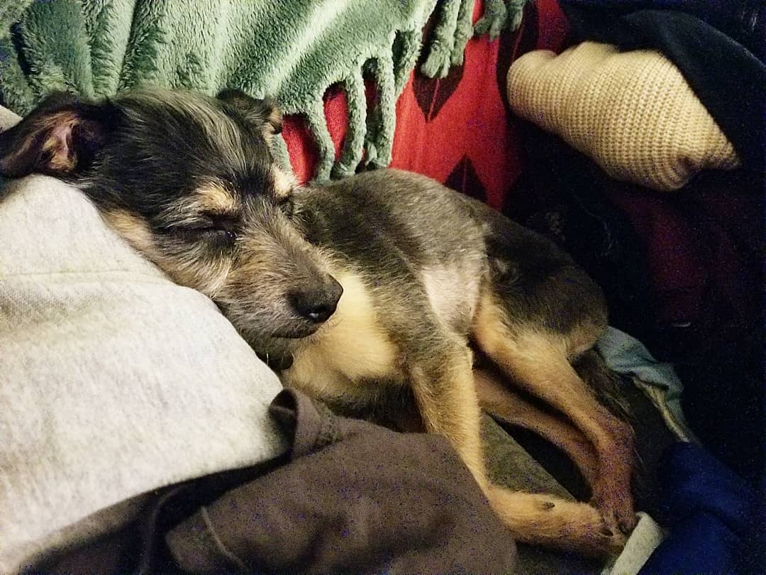 atorres890's tweet photo. The little man loves laundry day lol

#rockybalboa #Rockythedog #adpot #nkla #furbaby #littleman #laundryday #dogs #pups #mixedpup https://t.co/9eEjFTUlbA